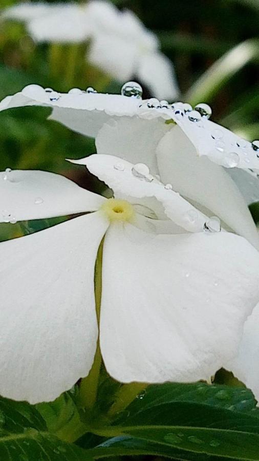 Ti Coin De Paradis Ylang Ylang 르 디아망 외부 사진