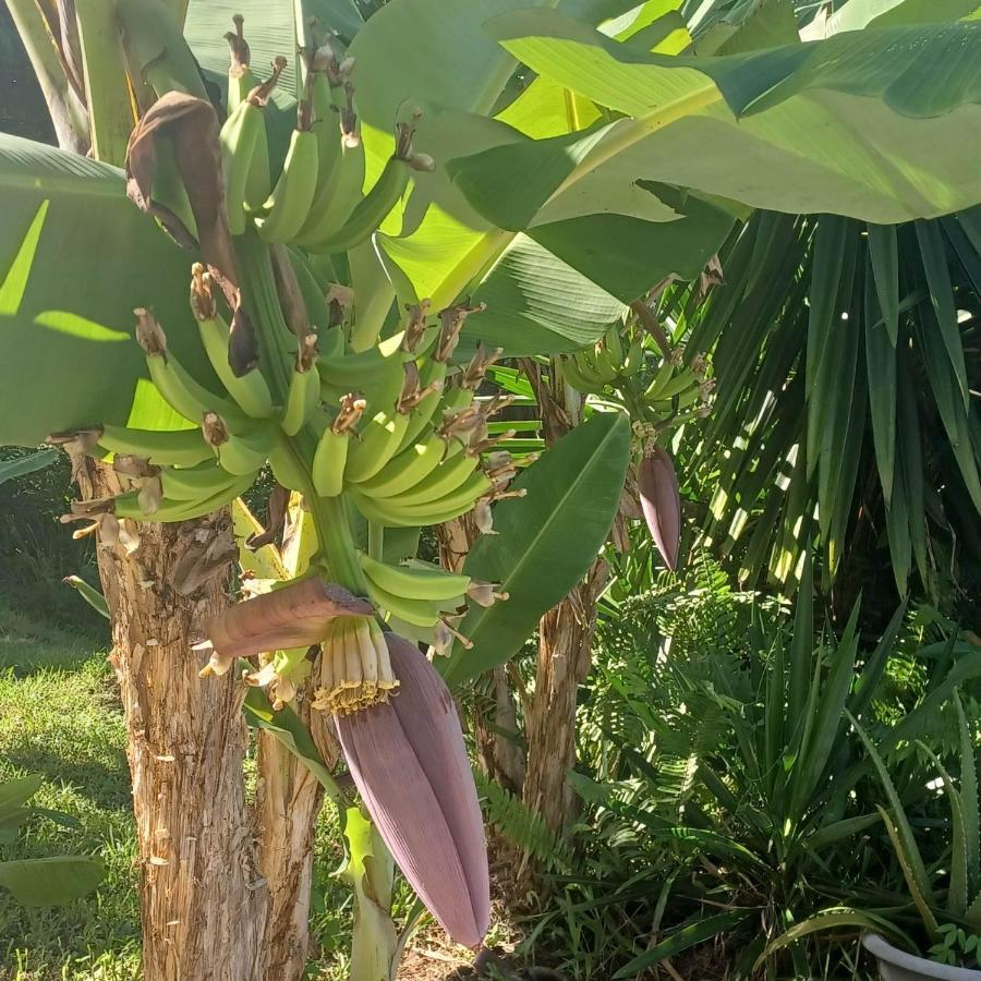 Ti Coin De Paradis Ylang Ylang 르 디아망 외부 사진